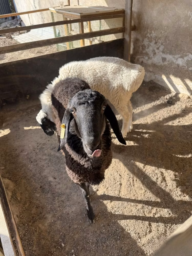 Blackheaded Persian sheep