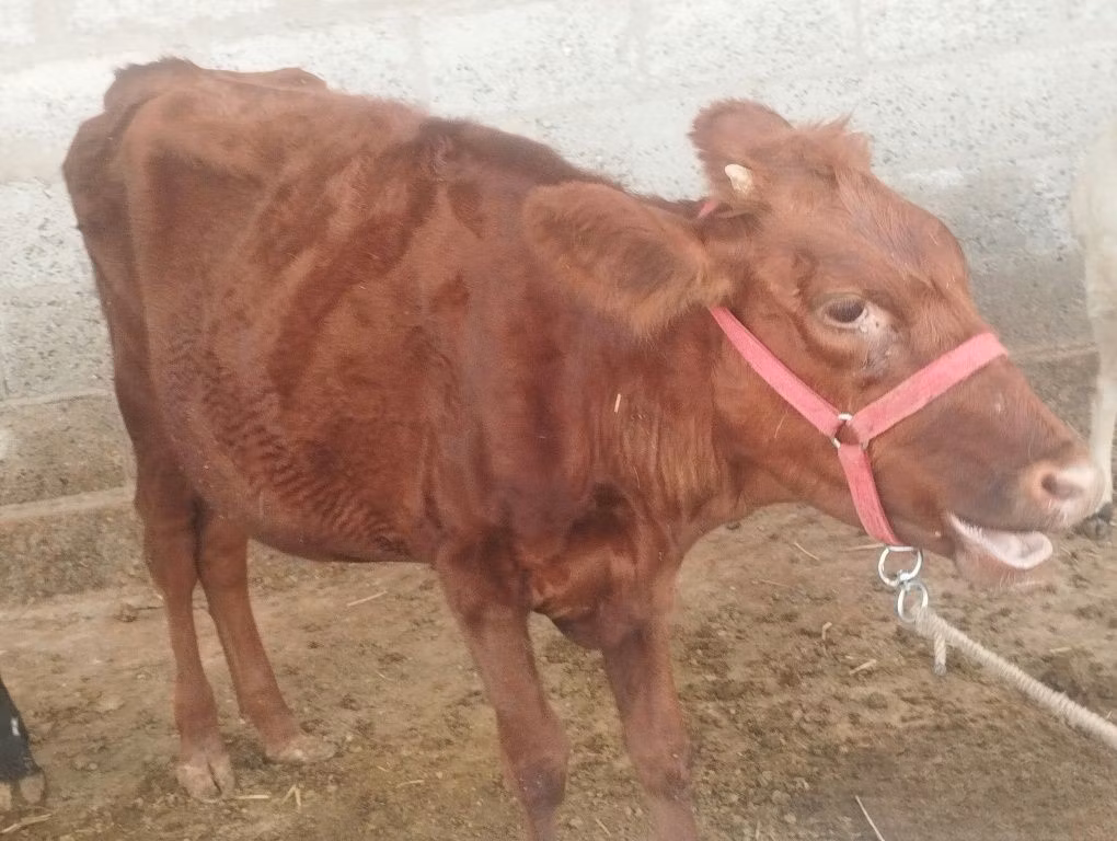 Red Estonian cattle
