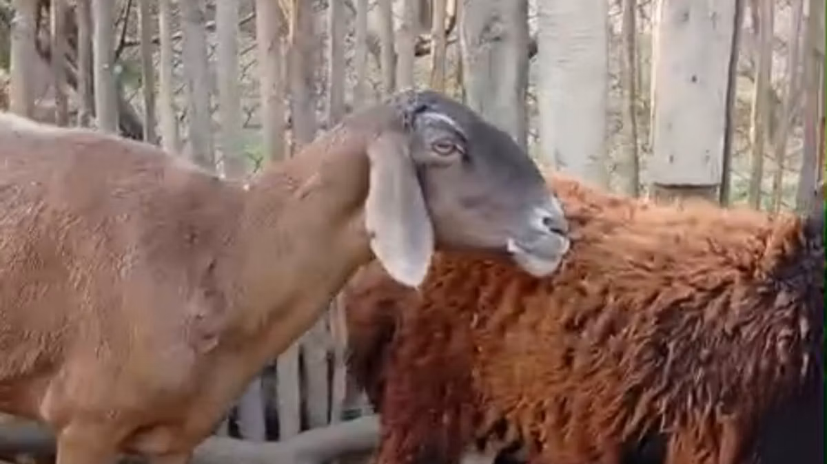 Hissar sheep