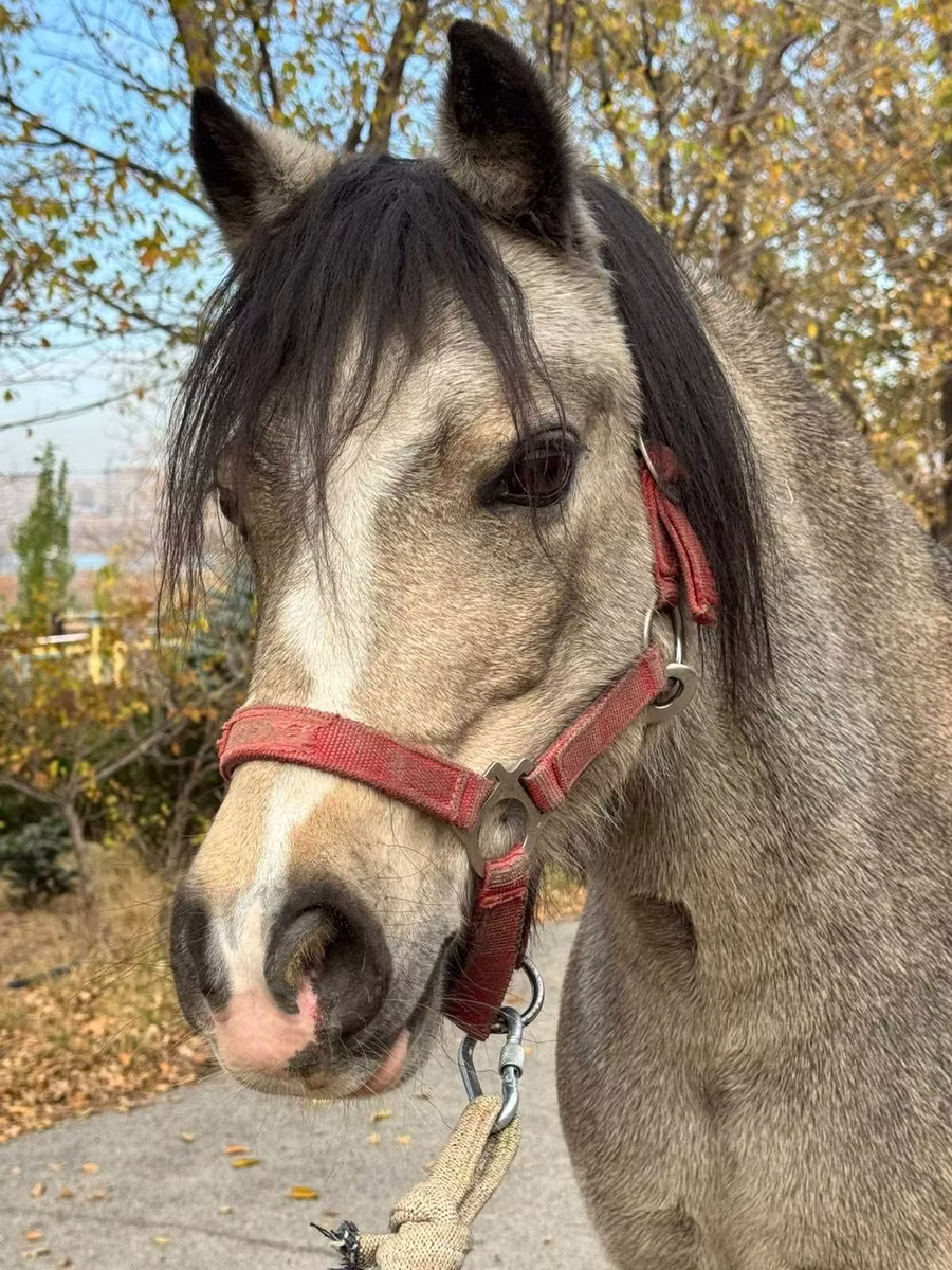 Welsh Mountain Pony