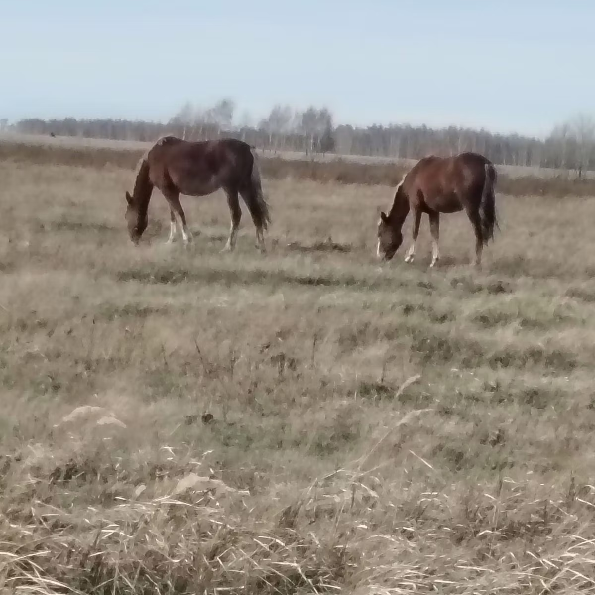 Мугалжарская порода