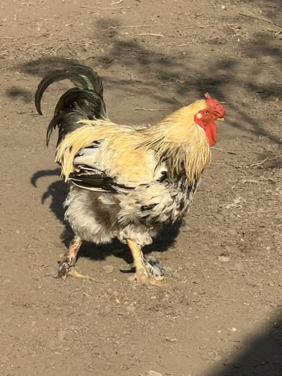 Gallina checa dorada veteada