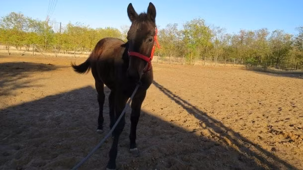 Nonius horse