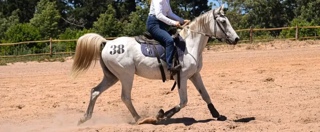 Arabian horse