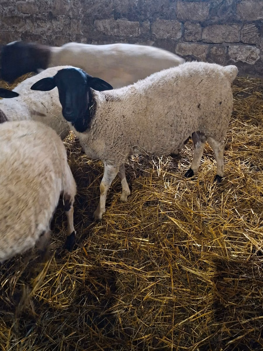 Dorper sheep