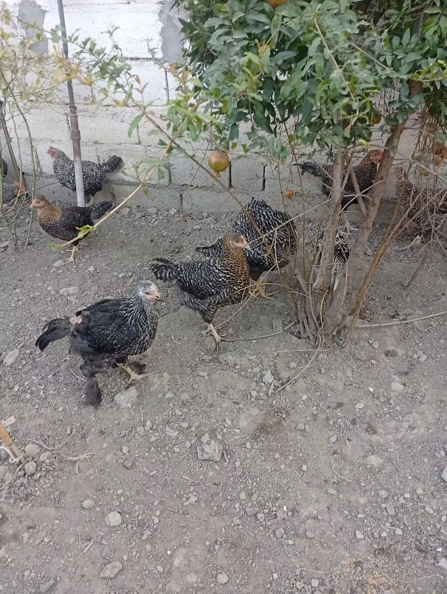 Gallina eslovena barrada