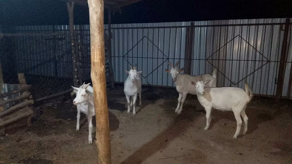 Saanen goat
