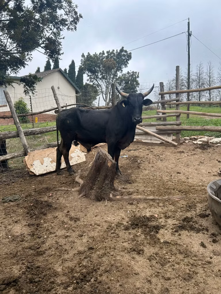Nguni cattle