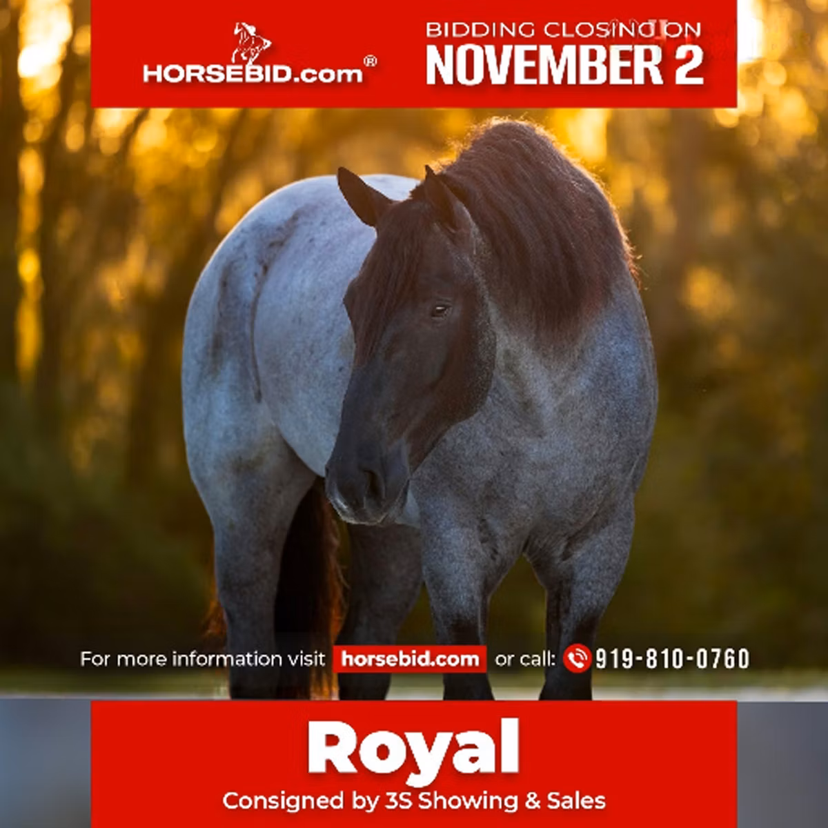 Percheron