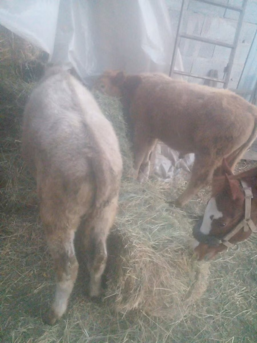 Auliekol breed