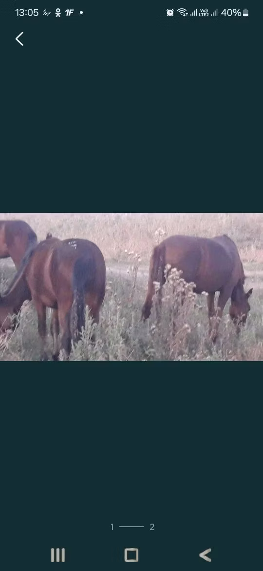 Karachay horse