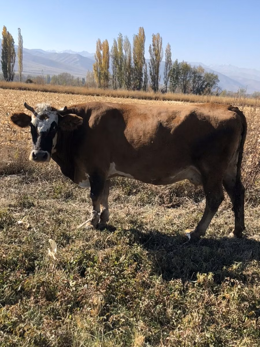 Alatau breed