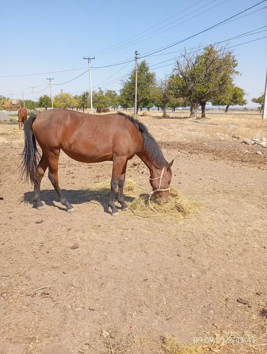 Kyrgyz Horse