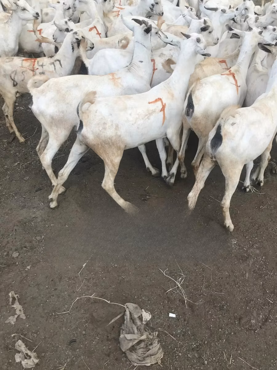 Somali goats