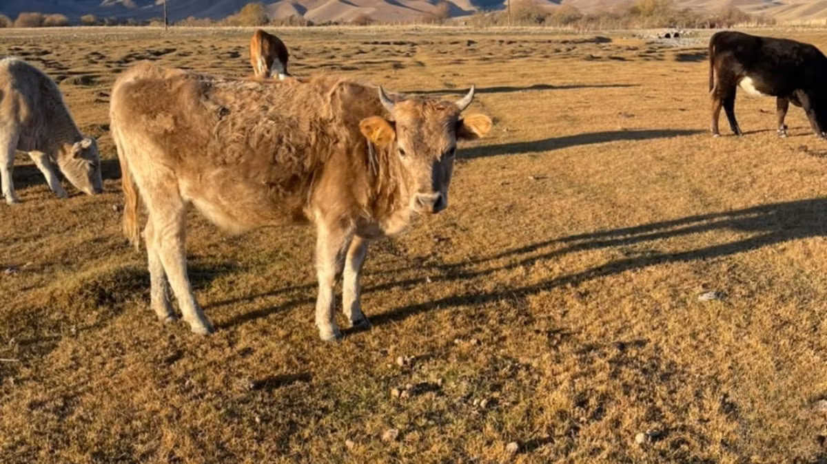Latvian Blue cattle