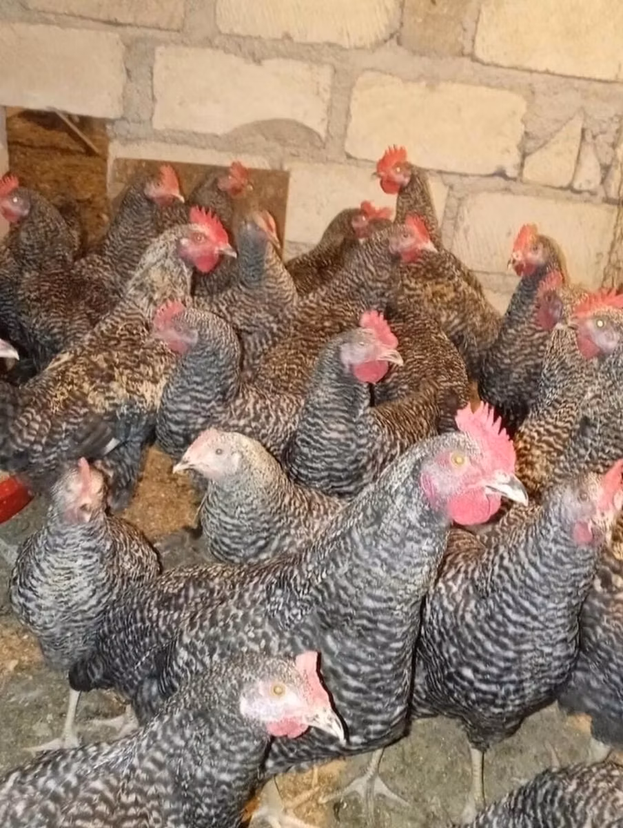 Gallina eslovena barrada