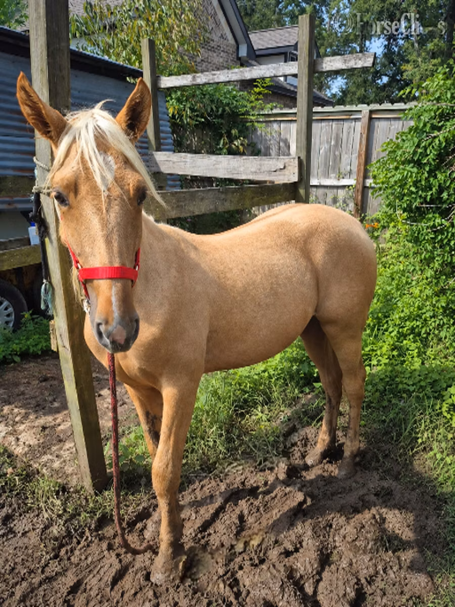 Palomino