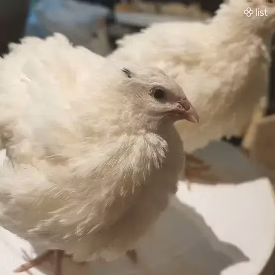 إنجليش وايت
