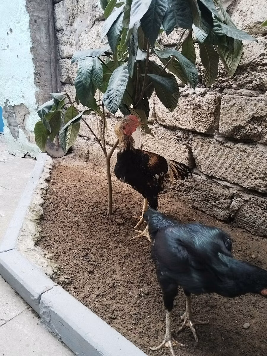 सिल्वरुड ब्लू