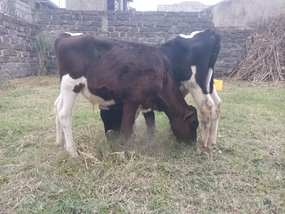 Russian Black pied cattle