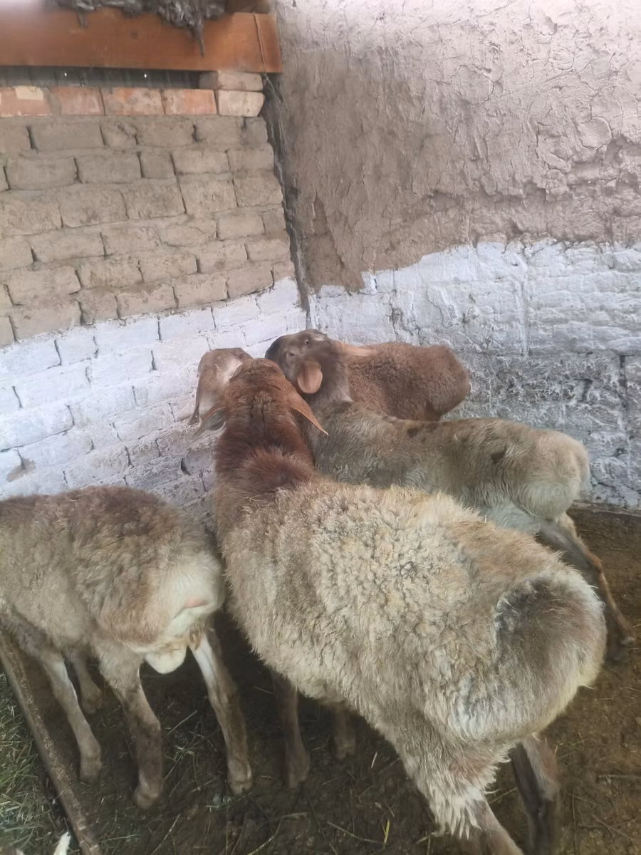 Rhon sheep
