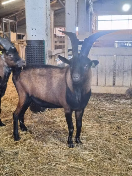 Alpine goat