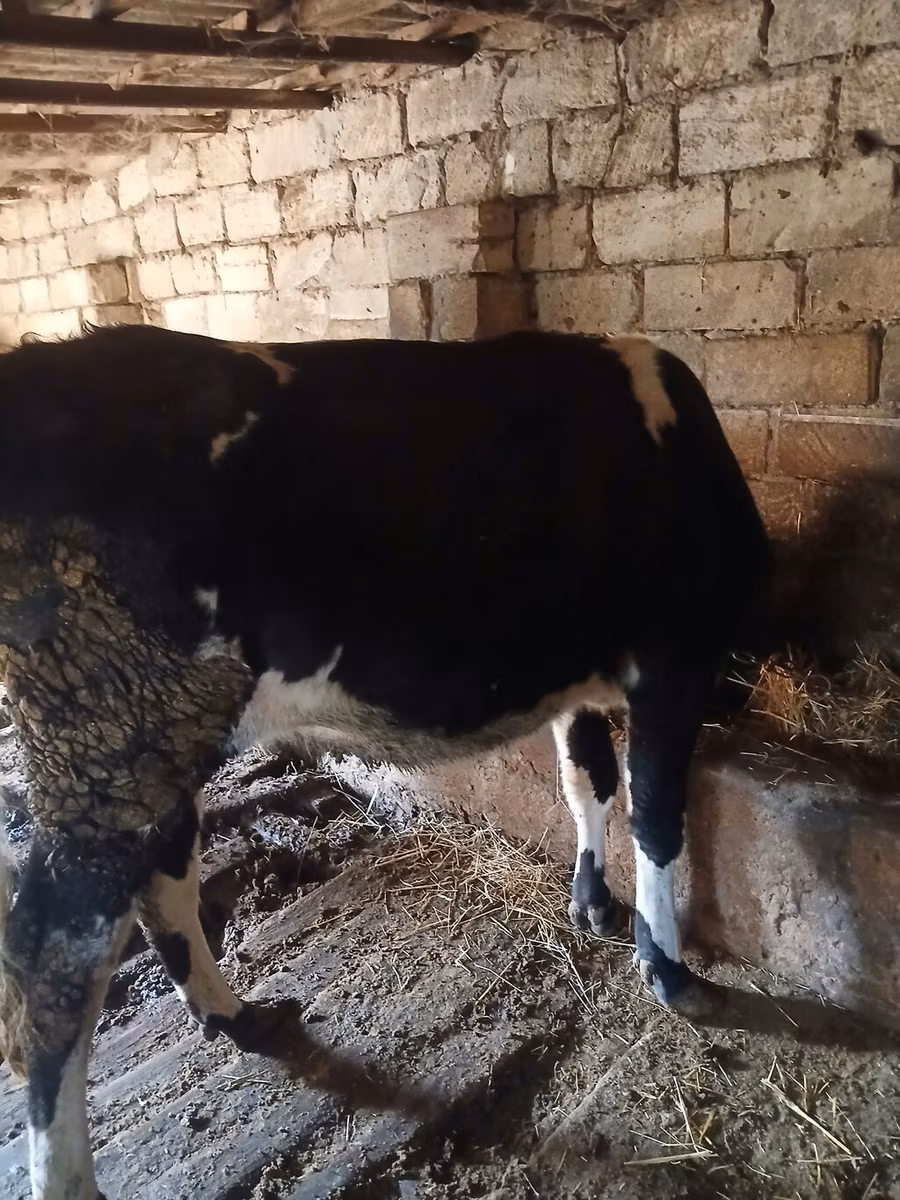 Wild yak