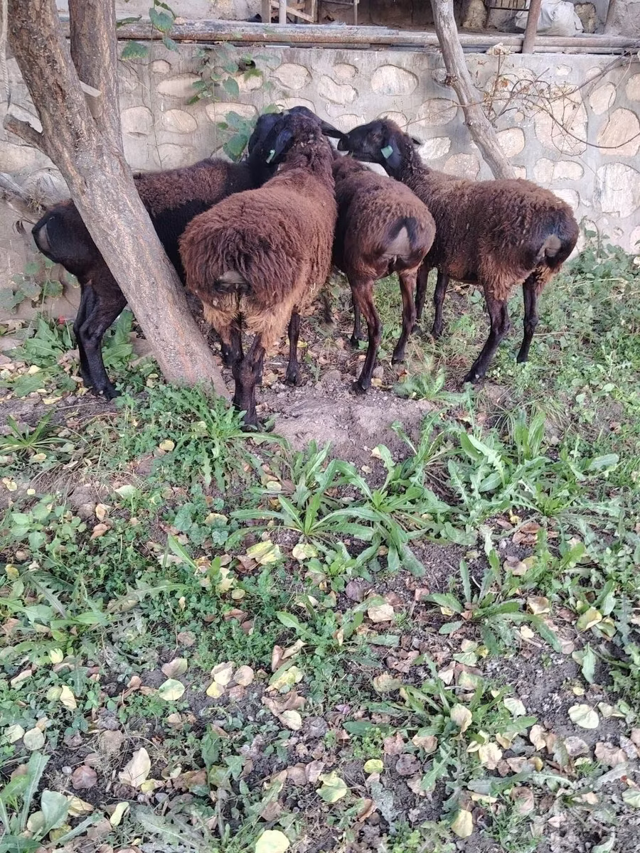Hissar sheep