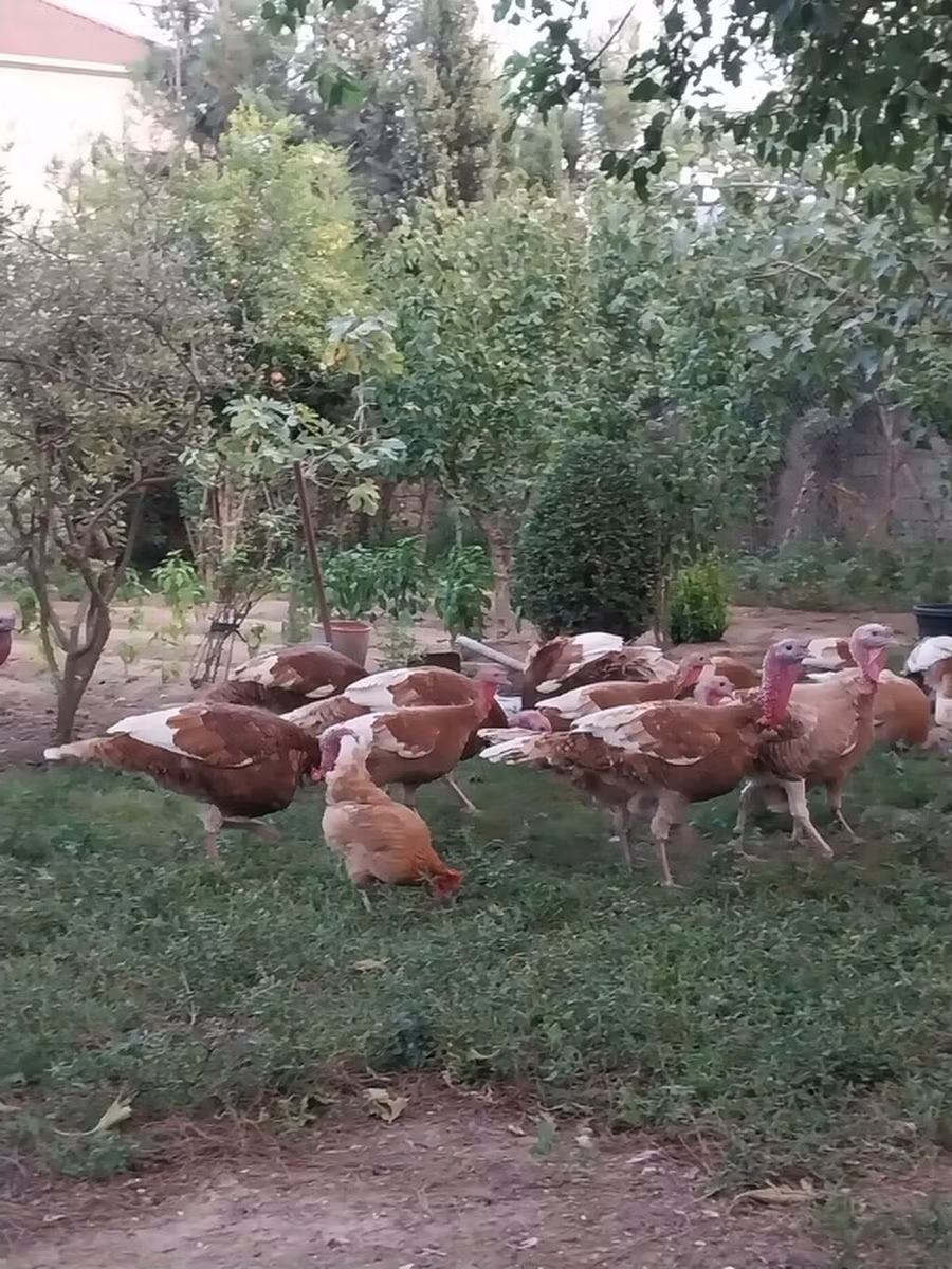 بوربون الأحمر