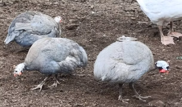 لافندر
