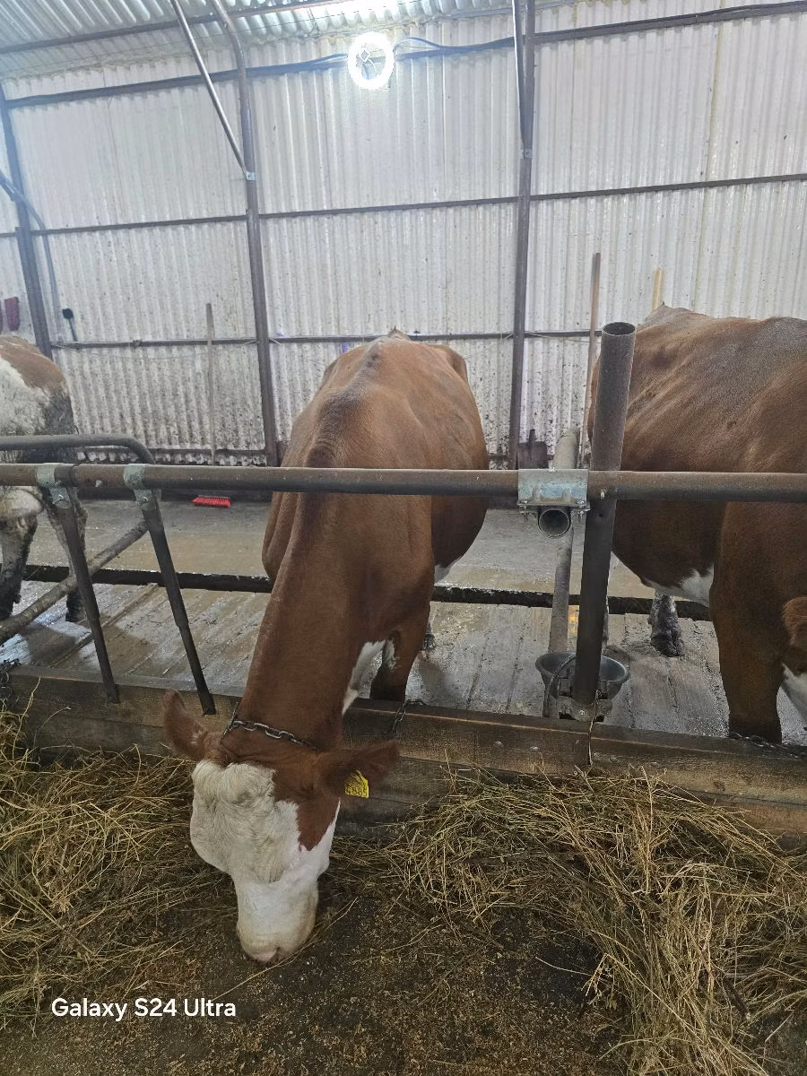 Simmental cattle