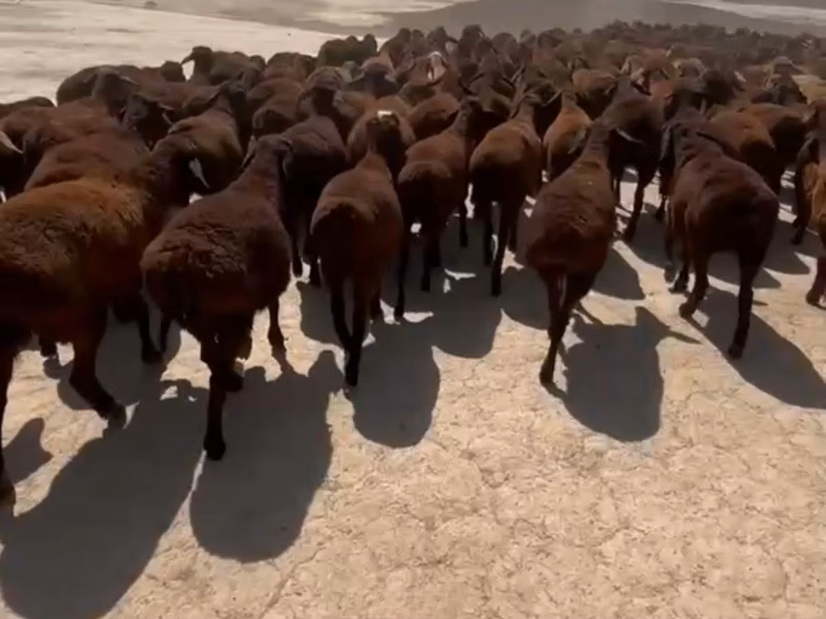 Dala sheep