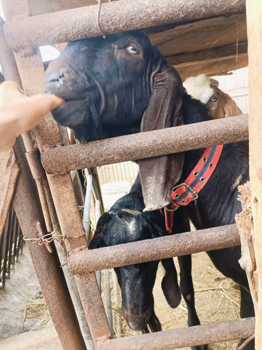 Kamori goats