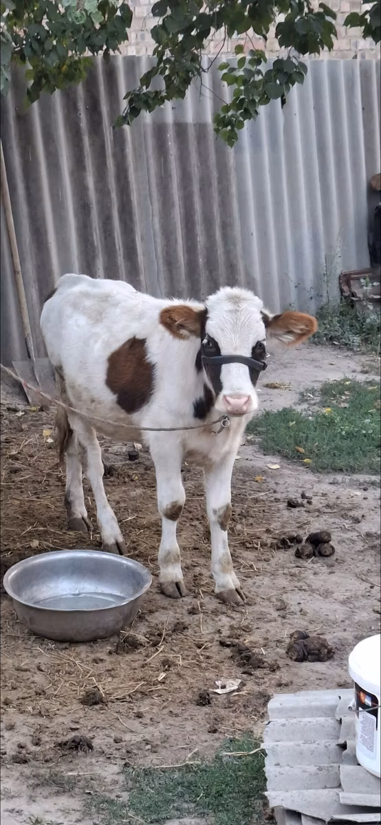 البنية اللاتفية