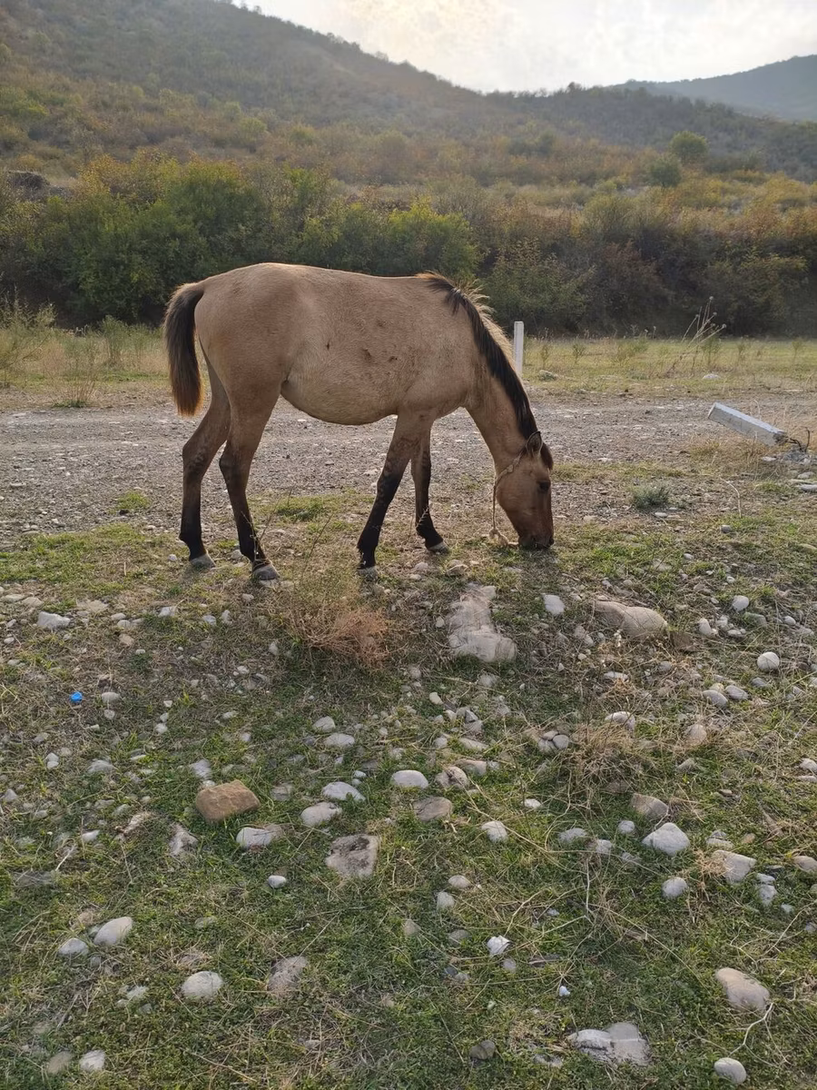 Azerbaijan horse