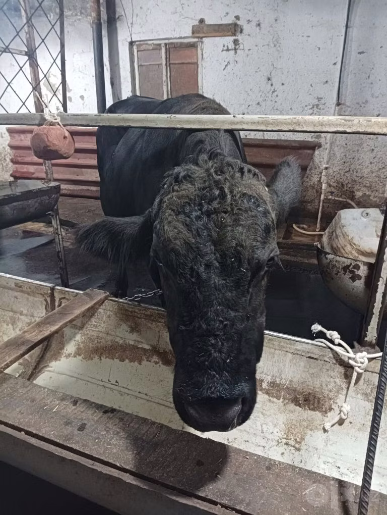 Aberdeen-Angus
