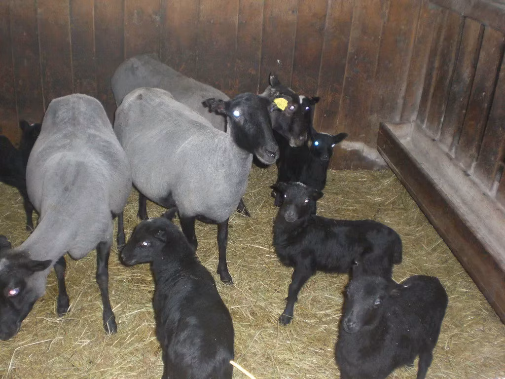Romanov sheep
