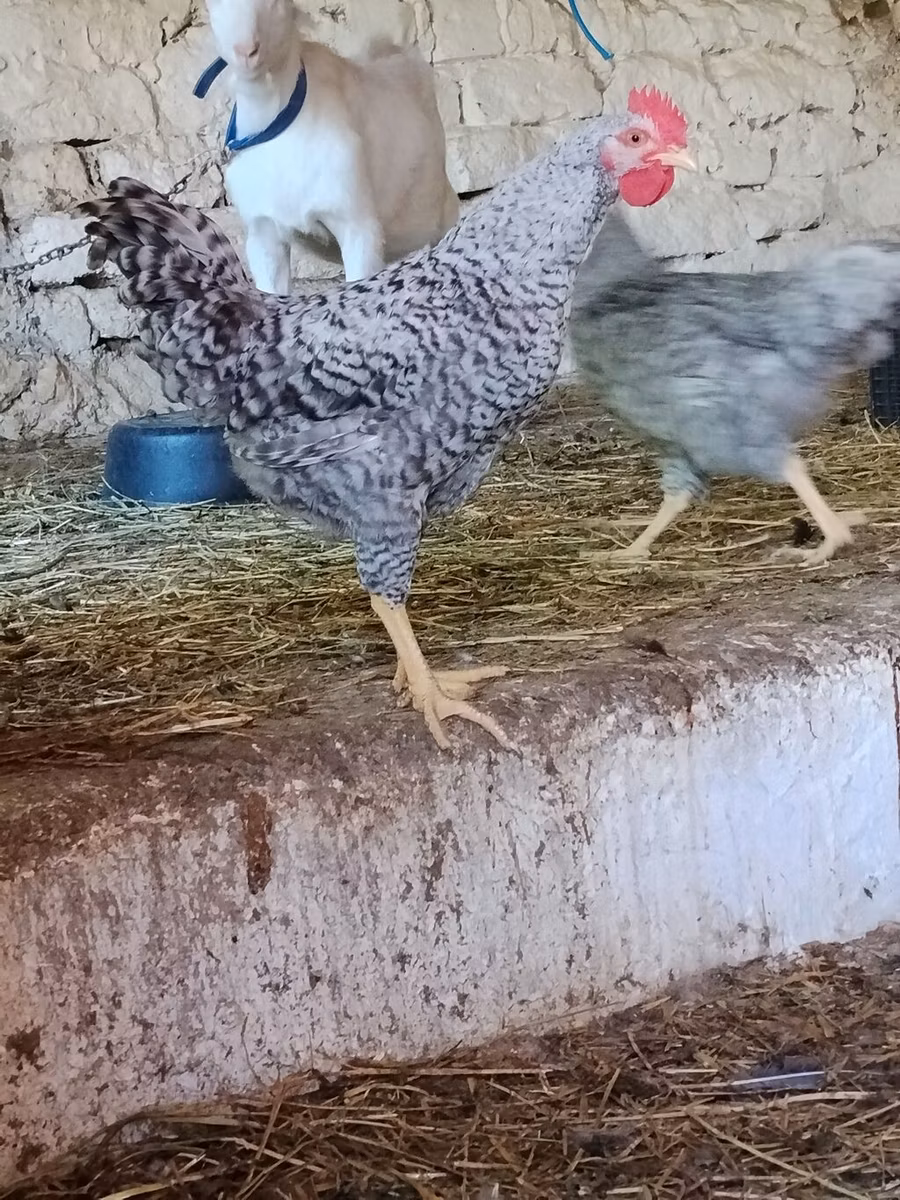 Gallina eslovena barrada