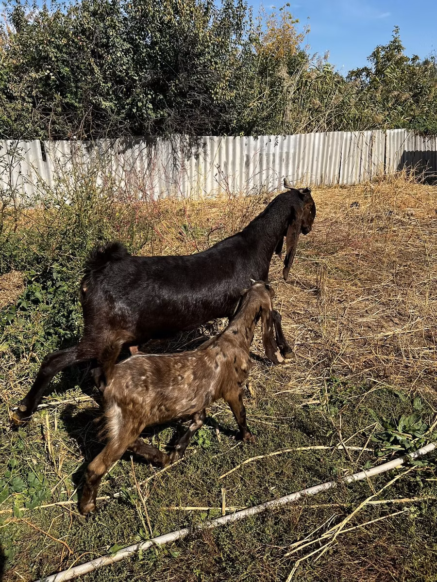 Kamori goats