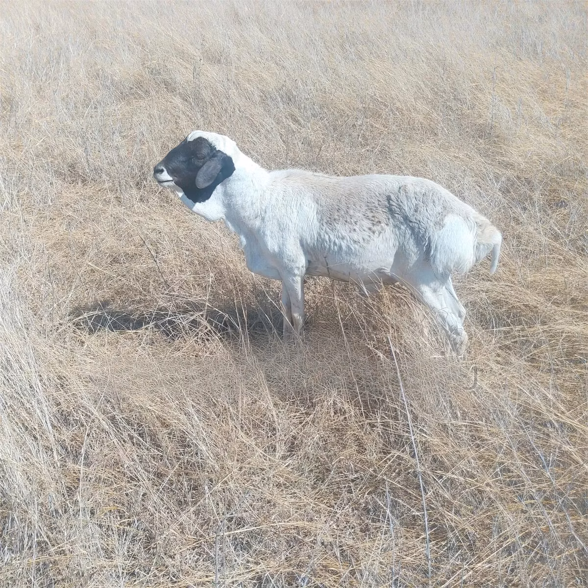 South meat sheep
