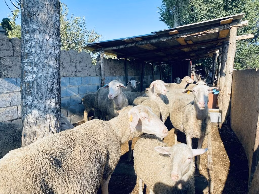 Мериноланд овца