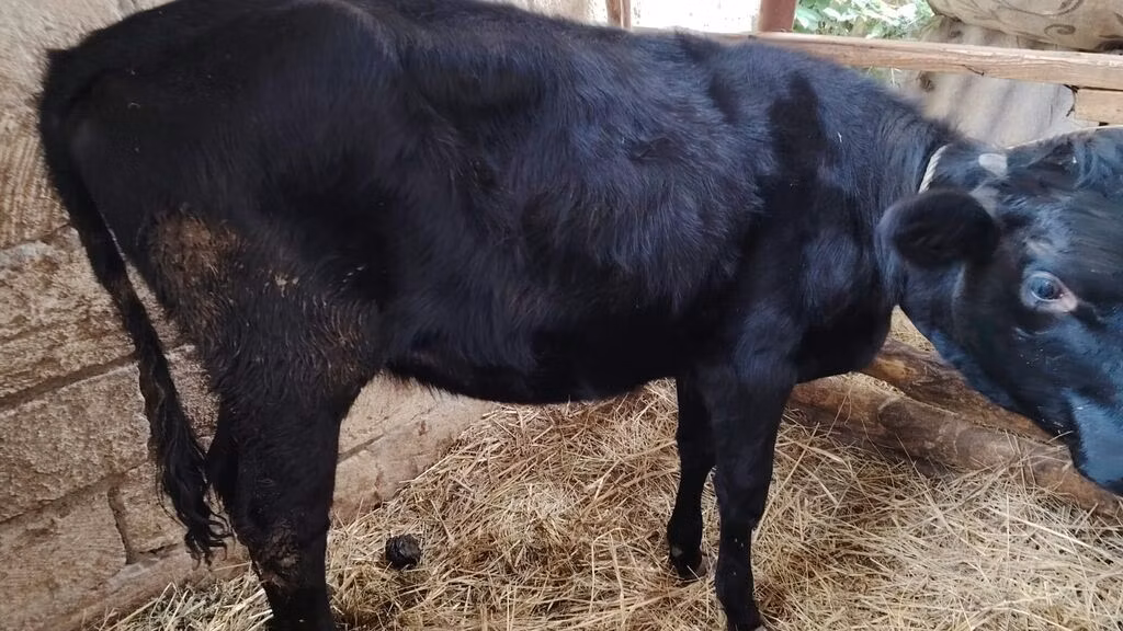 Holstein-Rasse