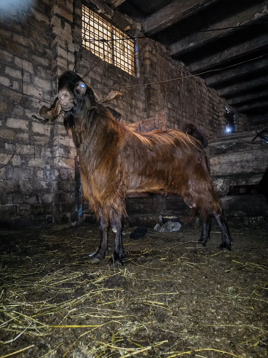 Kamori goats
