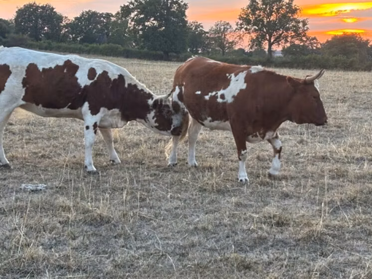 Raza de vaca