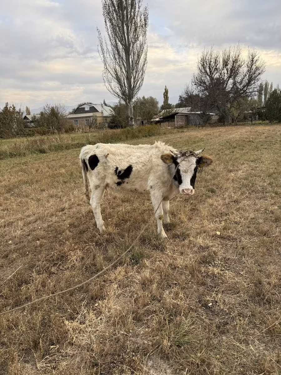Alatau breed