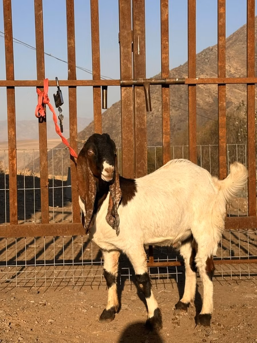 Gulabi goats