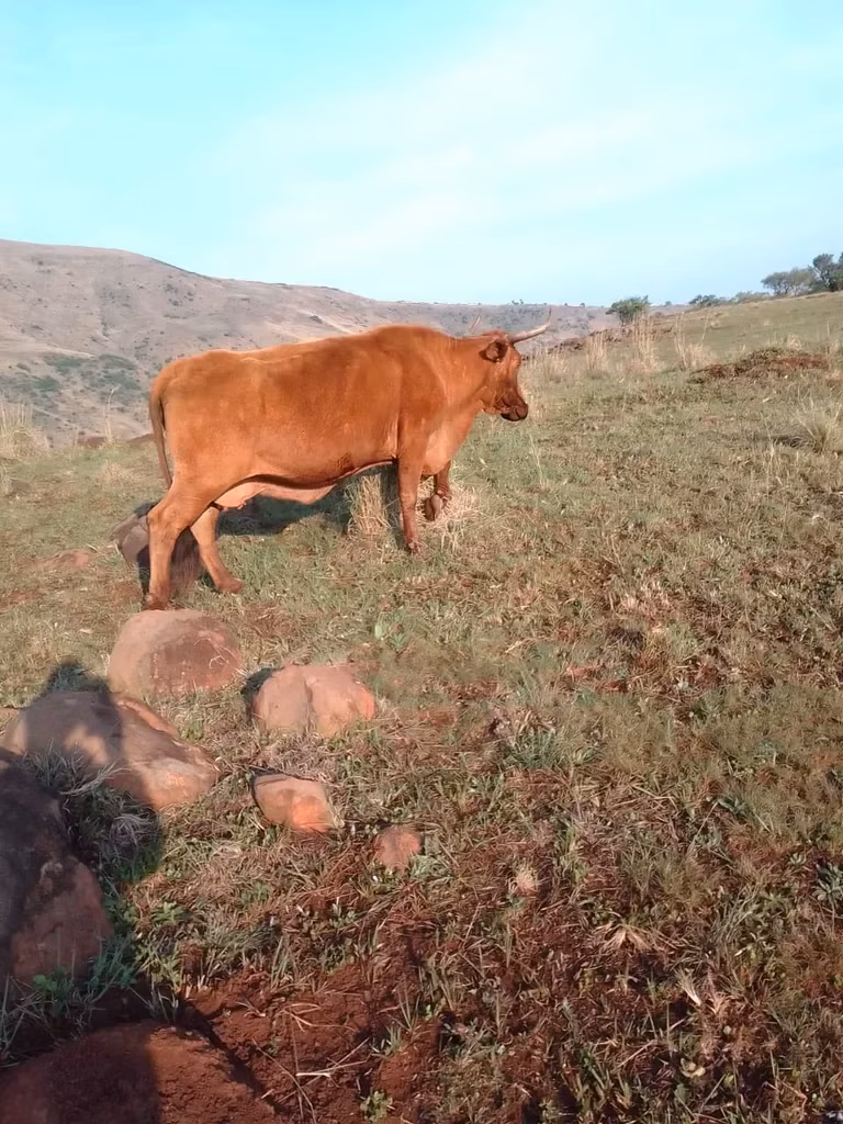 Nguni cattle