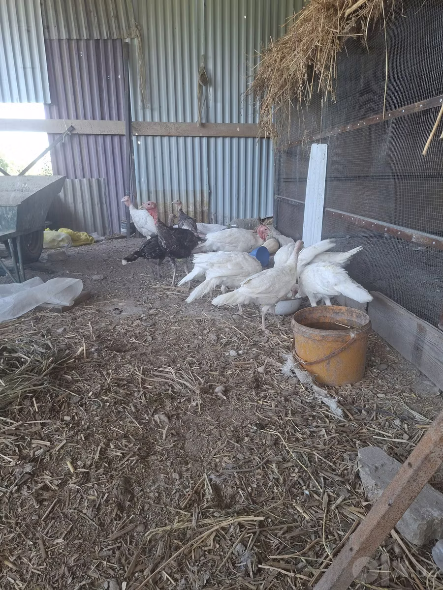 Gallina eslovena plateada