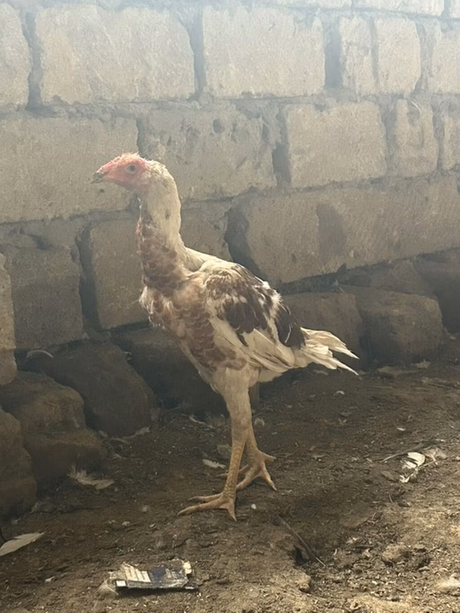 بايد