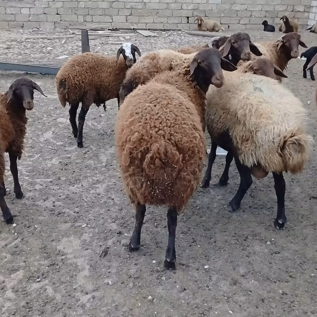 Karakul sheep